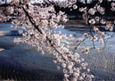 桜花清流