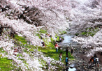 桜の下の川遊び