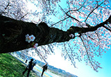大木に咲く桜花